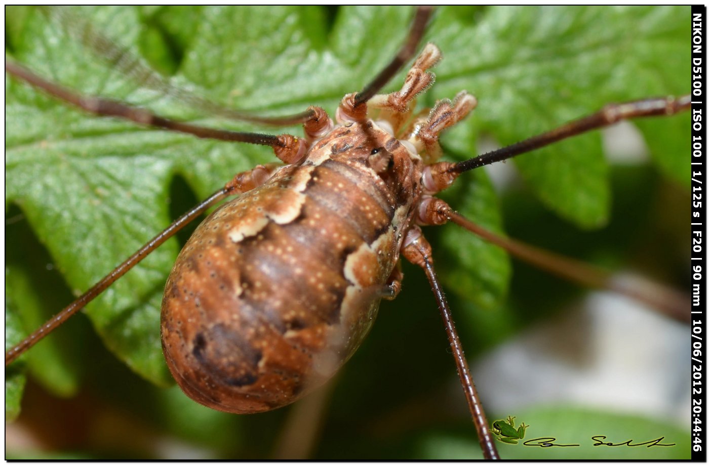 Dasylobus argentatus da Villanova Monteleone No 175